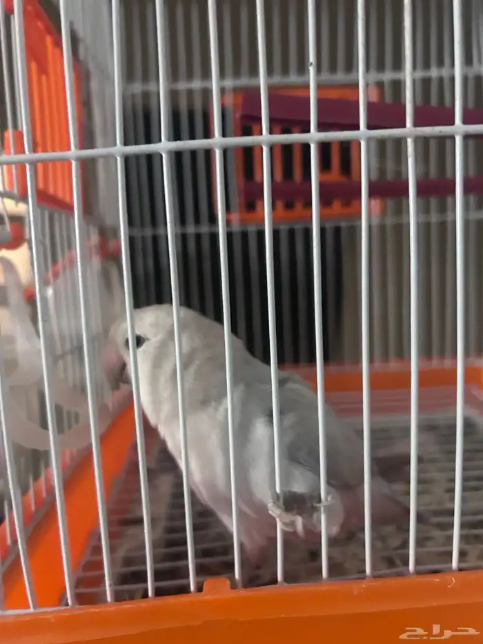 للبيع طير روز 1