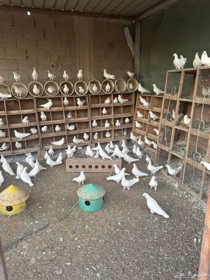 للبيع حمام و دجاج رومي و دجاج حبشي 0