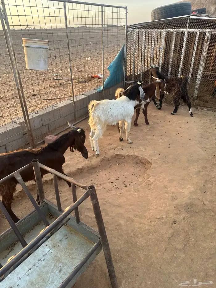 تيوس شاميه وهولنديه جذاع 4