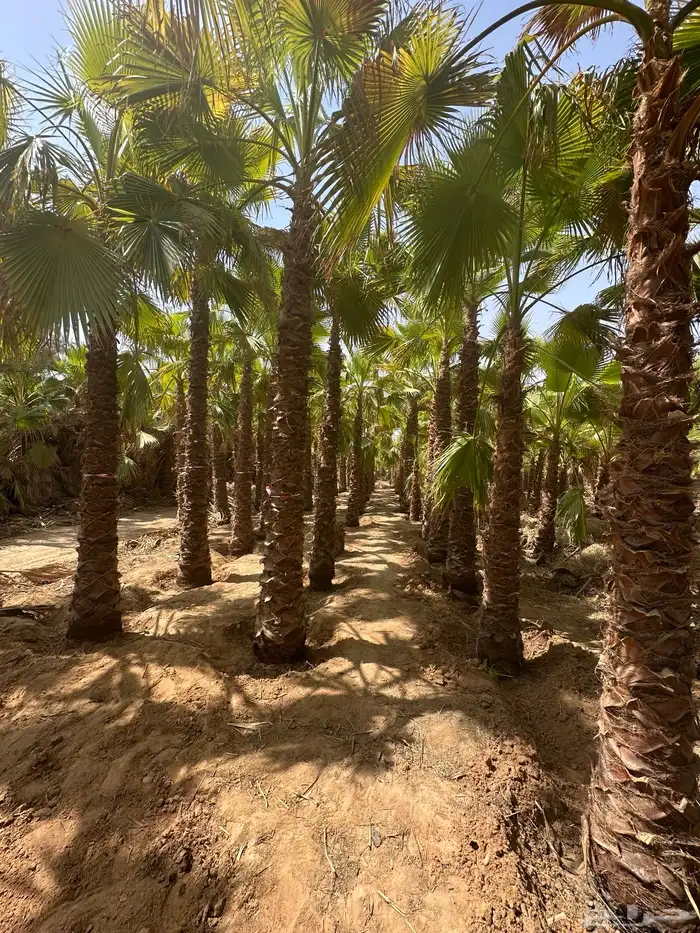 نخل امريكي واشنطني 0