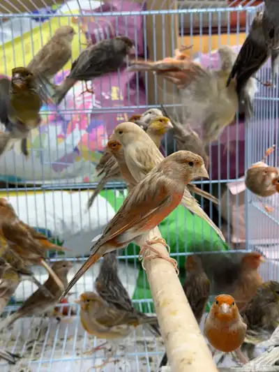 كناري اوروبي - جملة و فرادي index