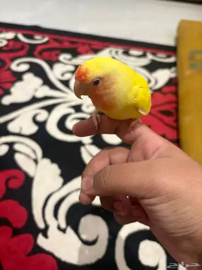 روز أليف index