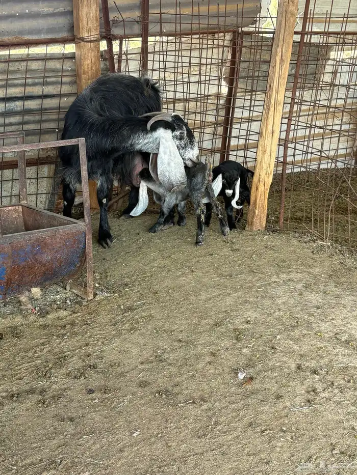 لبيع عنز عارضيه ااصل تحتها جفرتين 0