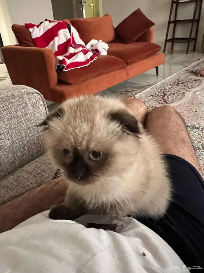 قطوة همالايا سكوتش اصلي انثى انثى 3