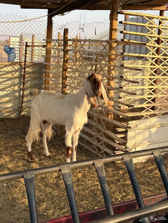 عنز مصريه عنز مشروكه 0