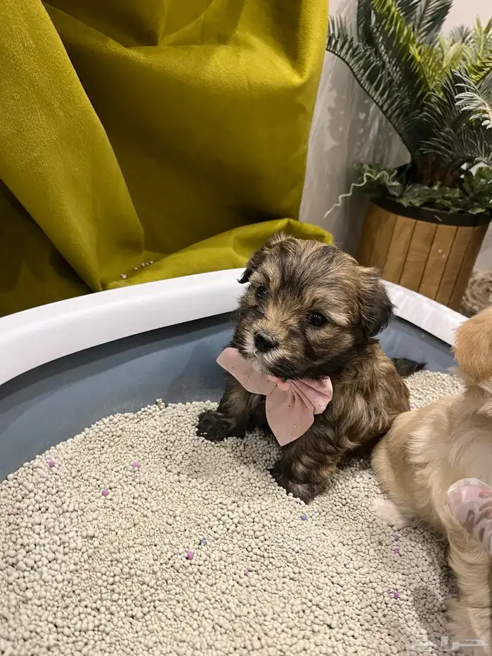 كلبة زينه للبيع معها عياله 4