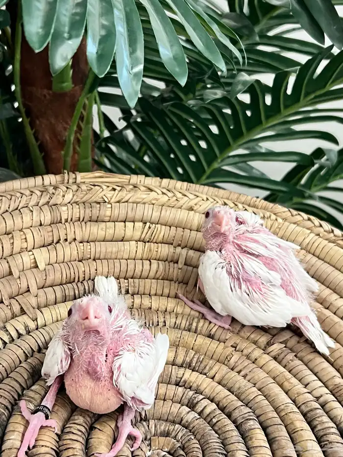 فرخين كروان اللبينو ( ابيض ) محجله 0