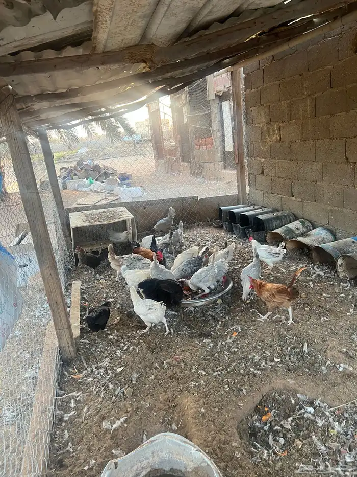 دجاج بياض للبيع 0