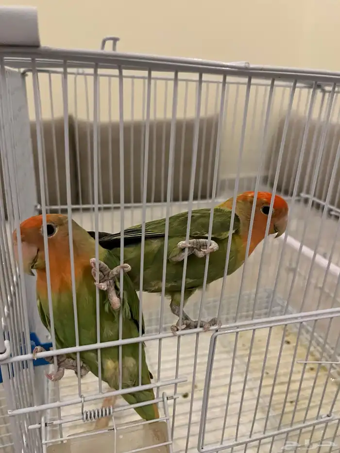 طيور روز زينة 0