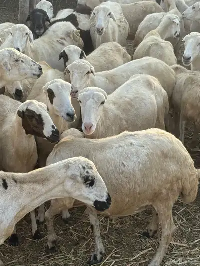 ضان قرايب مراح واحد index