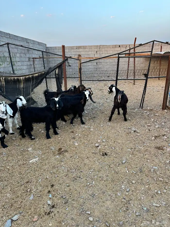 ذبائح الأكحل 15