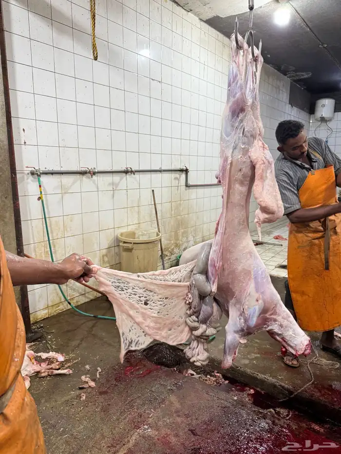 خرفان كفو والاسعار تنافسيه 0