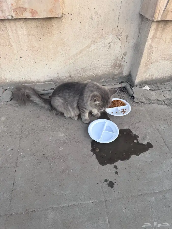 حصلت قط ضايع 2