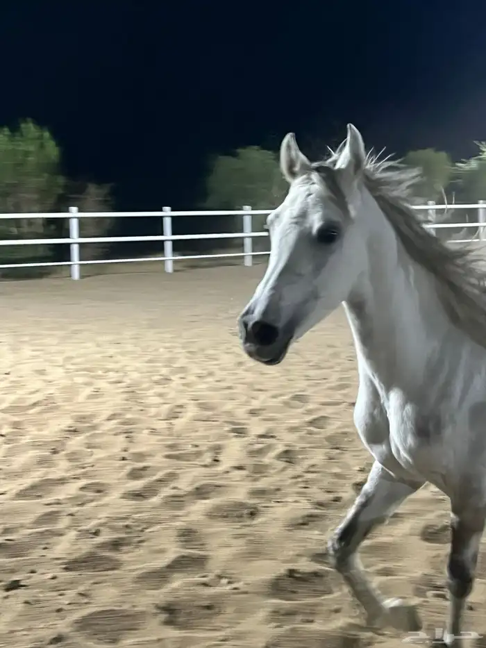 الخيل العربي الاصيل جزيري 2