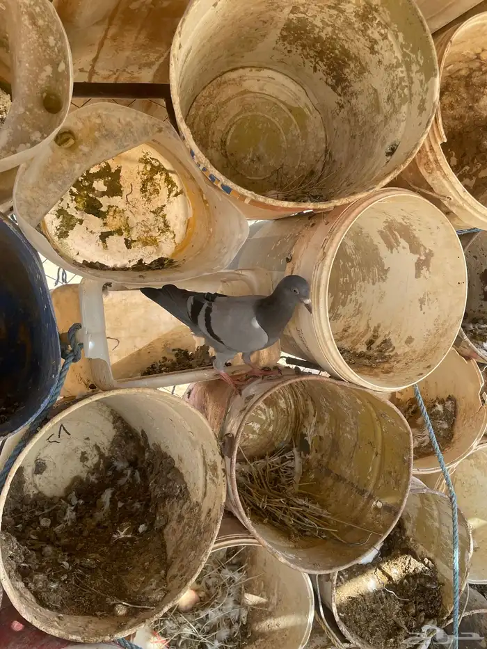 للبيع افراخ حمام زاجل العدد6حبات 1