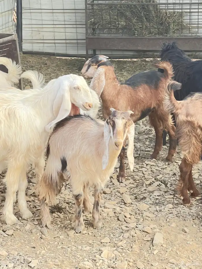 ذبايح للبيع 0