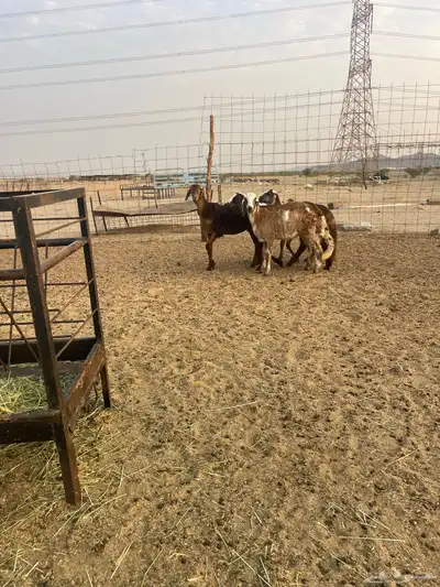 رخال سواكني index