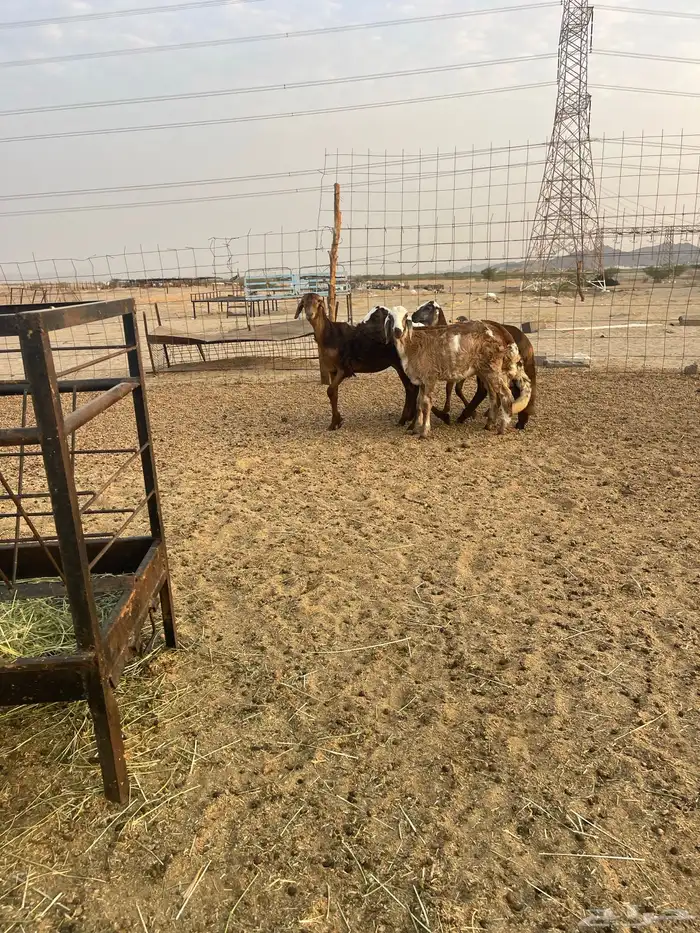 رخال سواكني 2