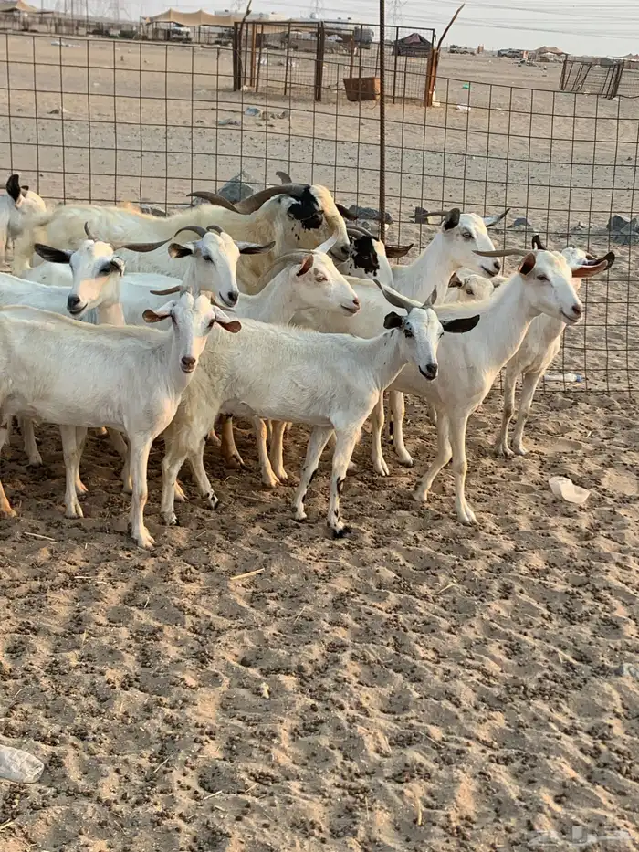 للبيع معزا بيشيات مواليد( تم البيع 3