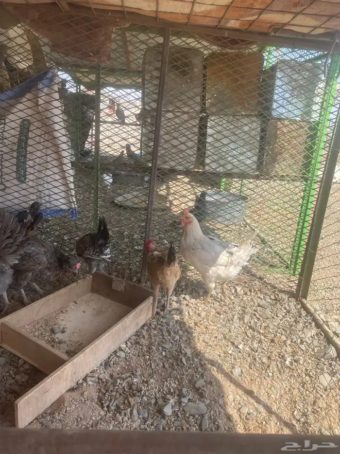 دجاج للبيع العدد 8 و 2 ديك 0