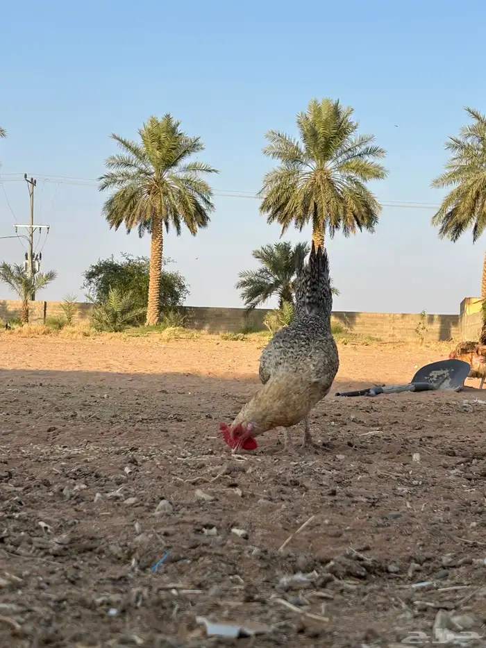 السلام عليكم دجاج بلدي للبيع 1