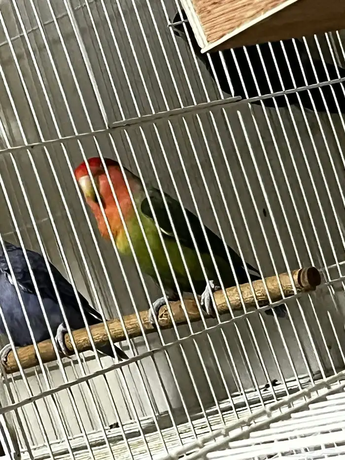 ذكر روز لونق فذر حجم توب ماشاء الله 3