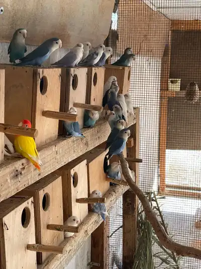 حضيرة روز ( لافبير ) منتجين شرط بالبياضات index