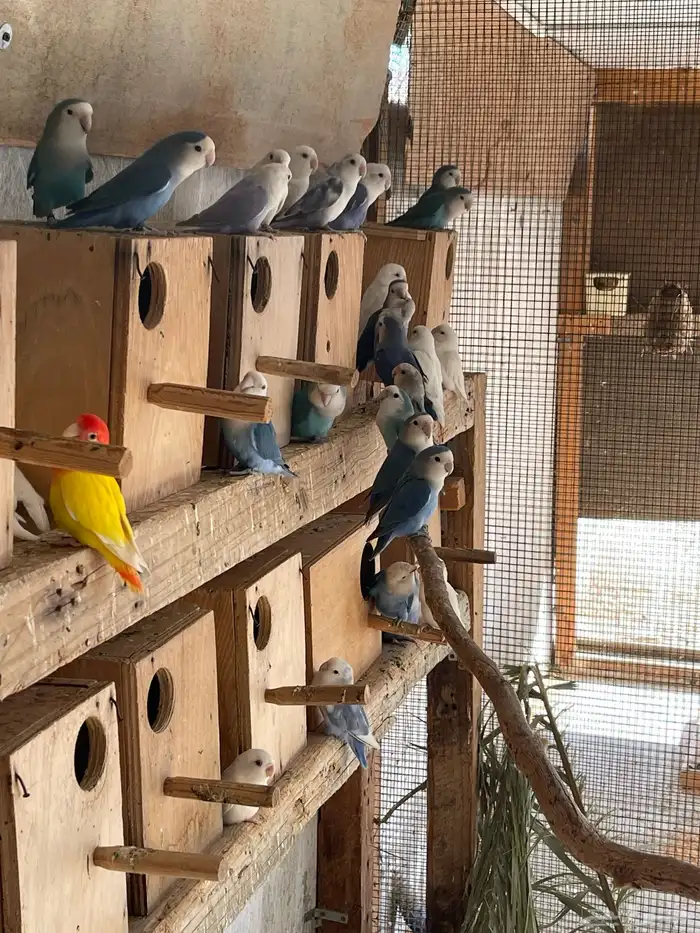 حضيرة روز ( لافبير ) منتجين شرط بالبياضات 1