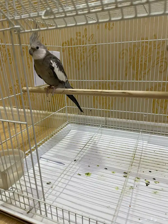 كروان هولندي ذكر 2 1