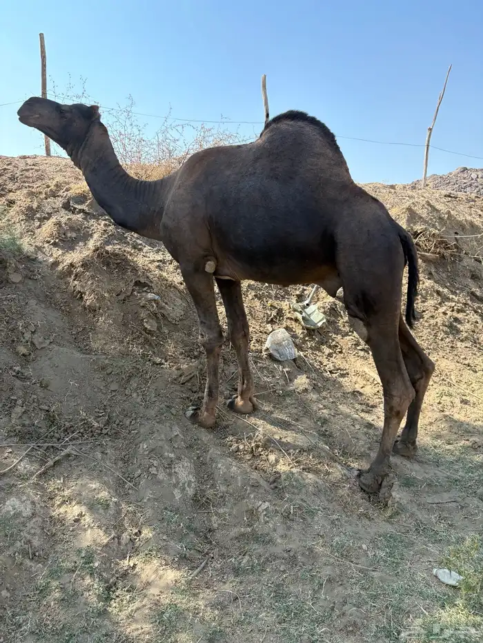 جمل ساحلي كفو 1