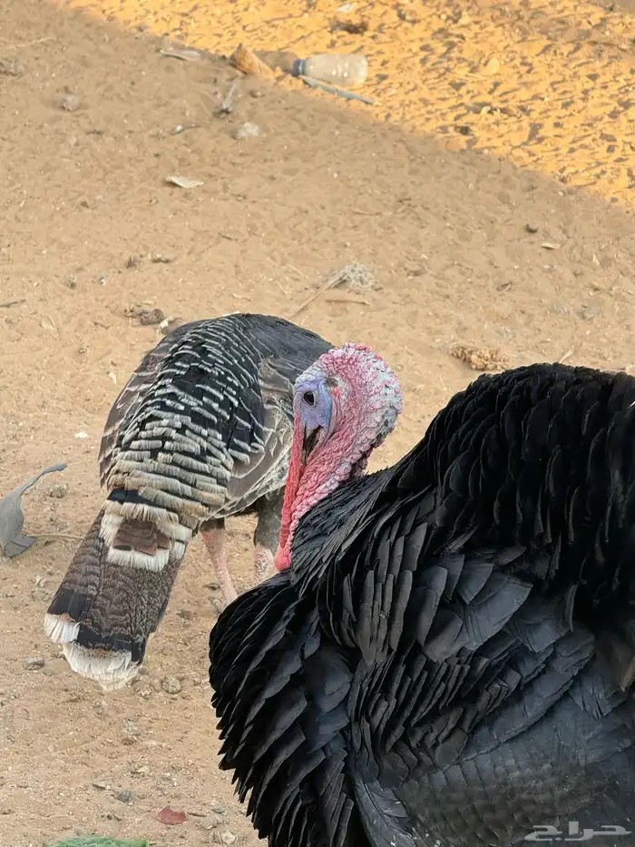 دجاج رومى و وز عراقي 7