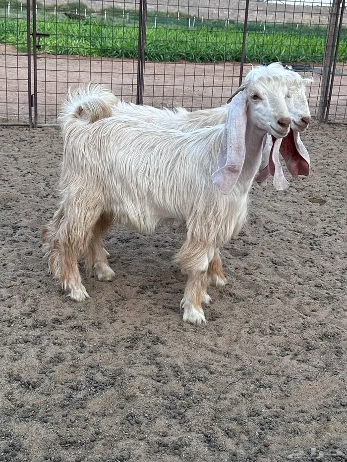 تيوس عوارض صفر 2