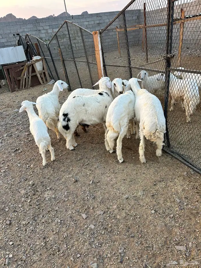 ذبائح الأكحل 13