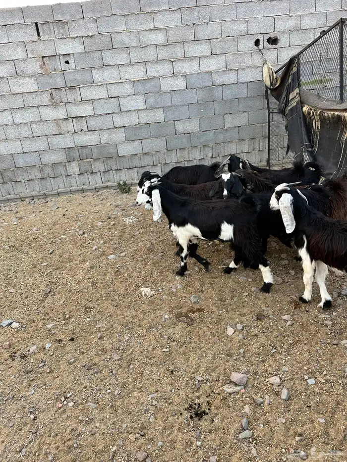 ذبائح الأكحل 22