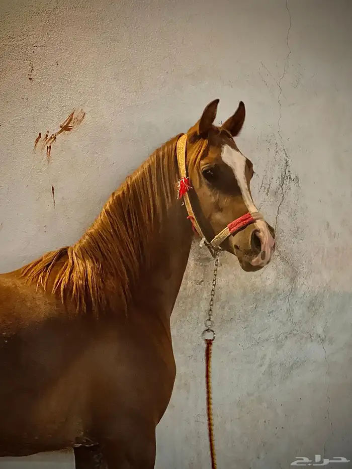 مهر واهو شيخخ 0