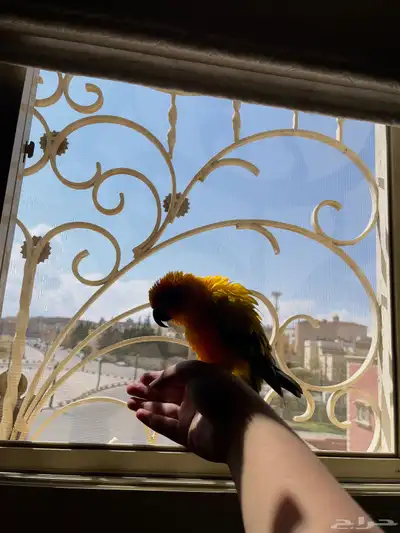 صن كنيور اليف index