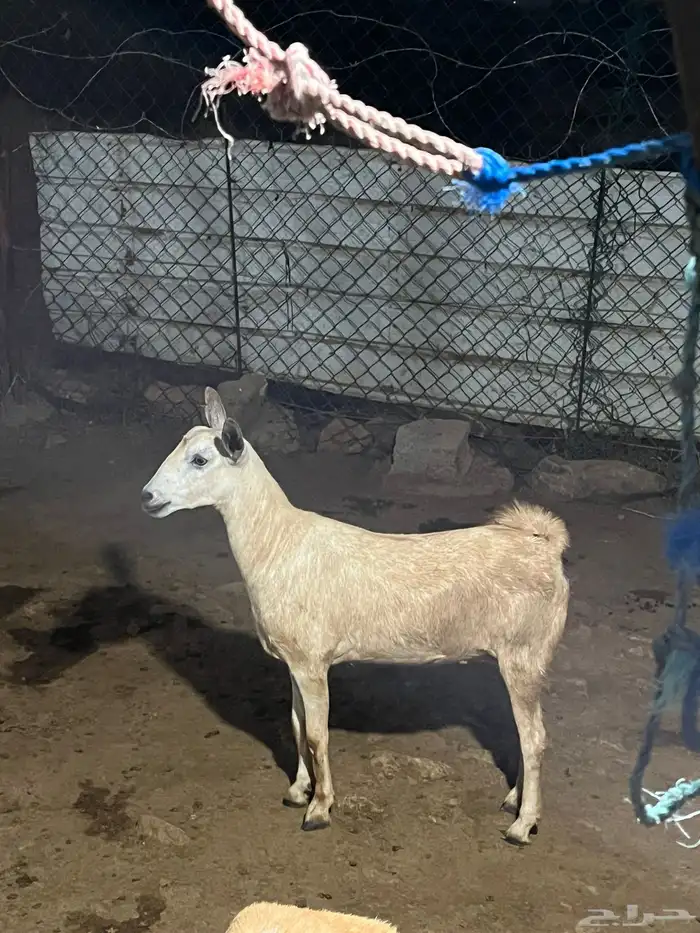 الموقع جنوب العارضة 1