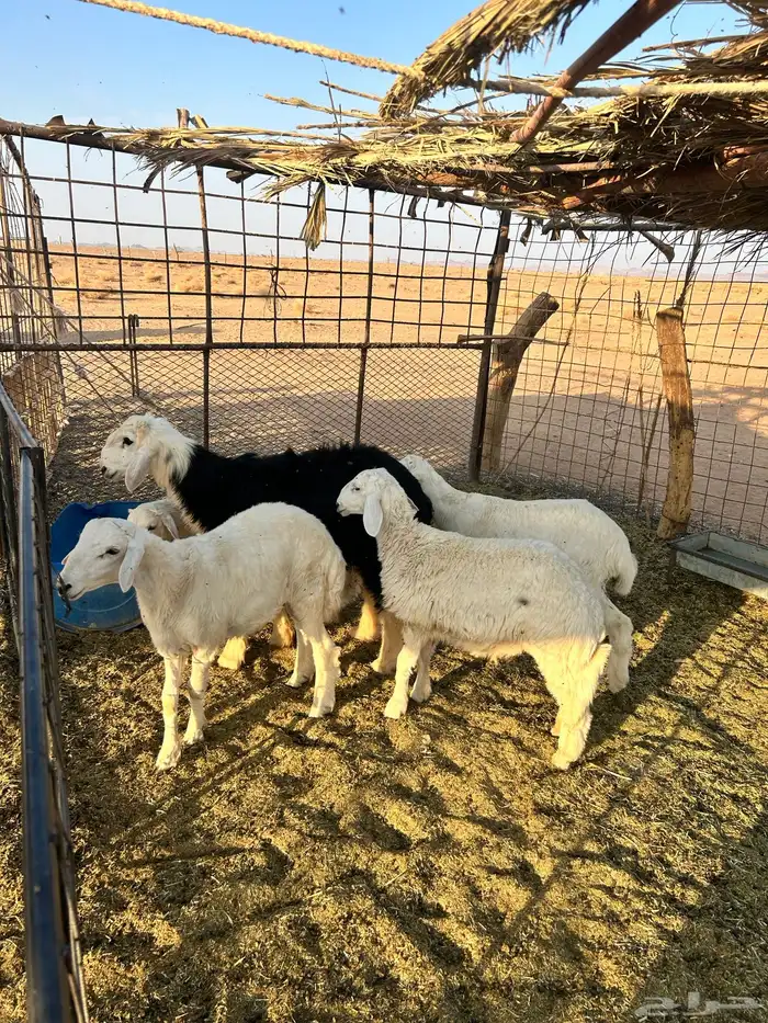 طليان للبيع 1