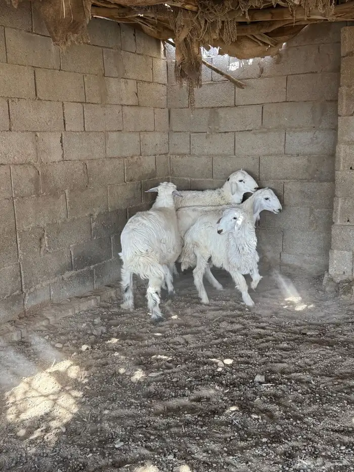 طليان فل الفل شحم من انتاج مراحي 12