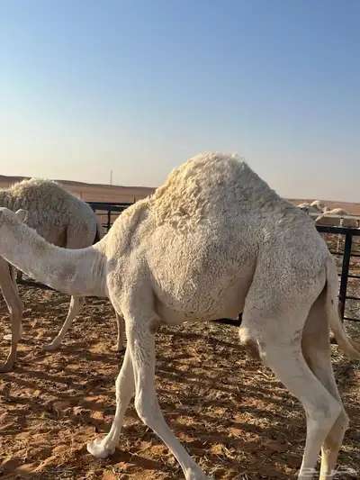 حشو للبيع index