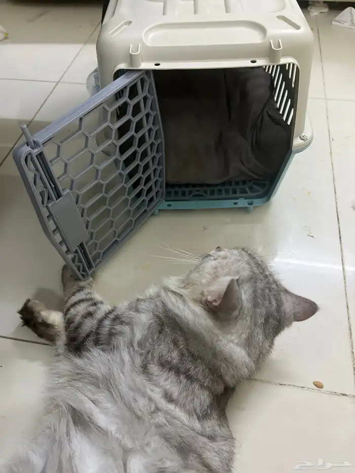 قط   للبيع أليف جدا ويصلح لتبني جدا حلو 1