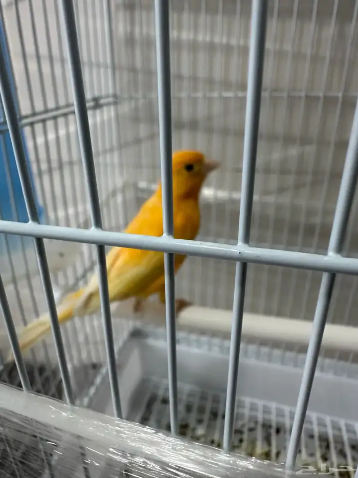 كناري سوري تشرط تغريد 0