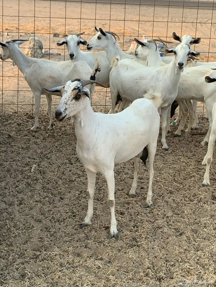 للبيع معزا بيشيات مواليد( تم البيع 2