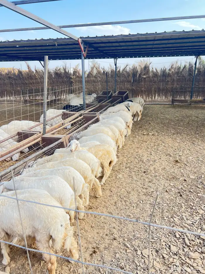 ذبايح للبيع 14