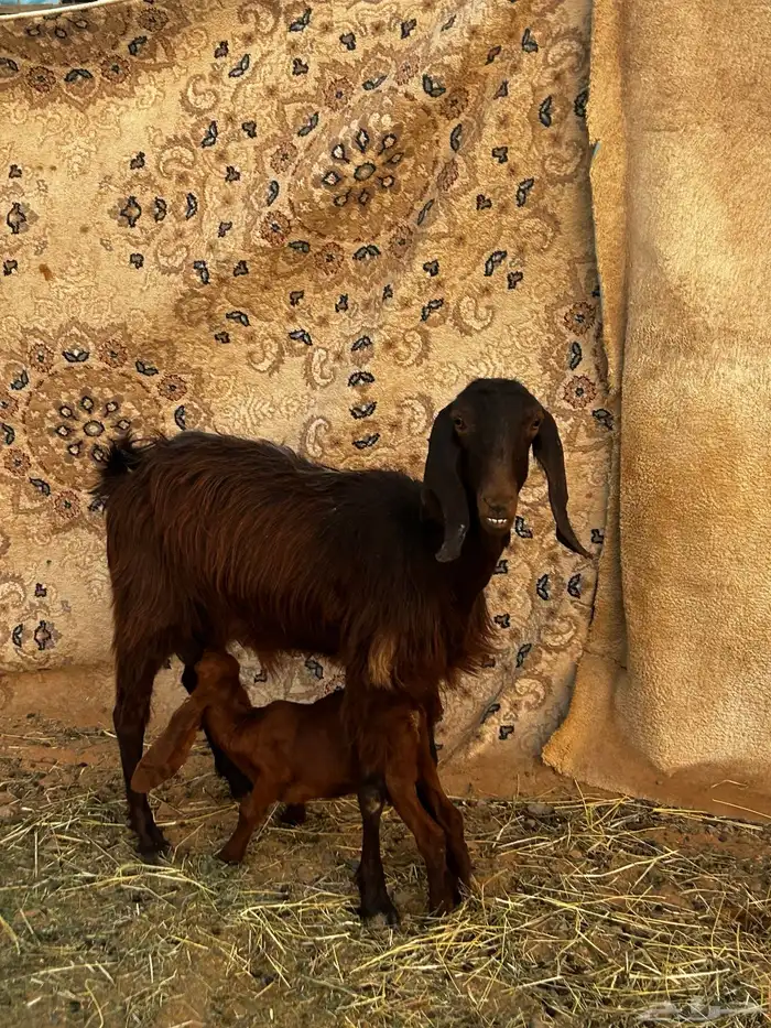 عنز قبرصيه تحتها تيس 0