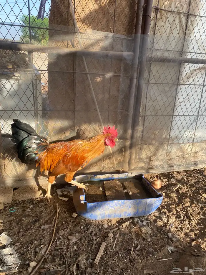 ديك عربي الحناكيه انخيل 0