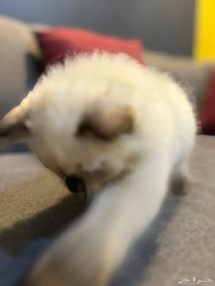 قطوتين للبيع 8