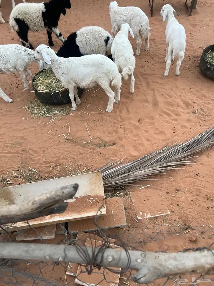 بهم للبيع 11