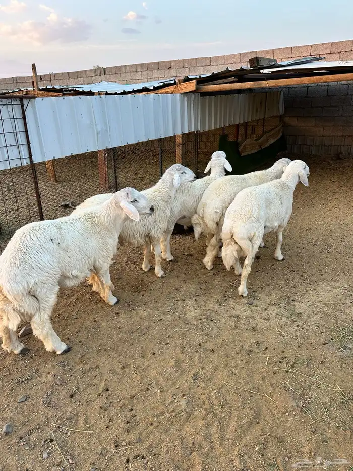 ذبائح الأكحل 0