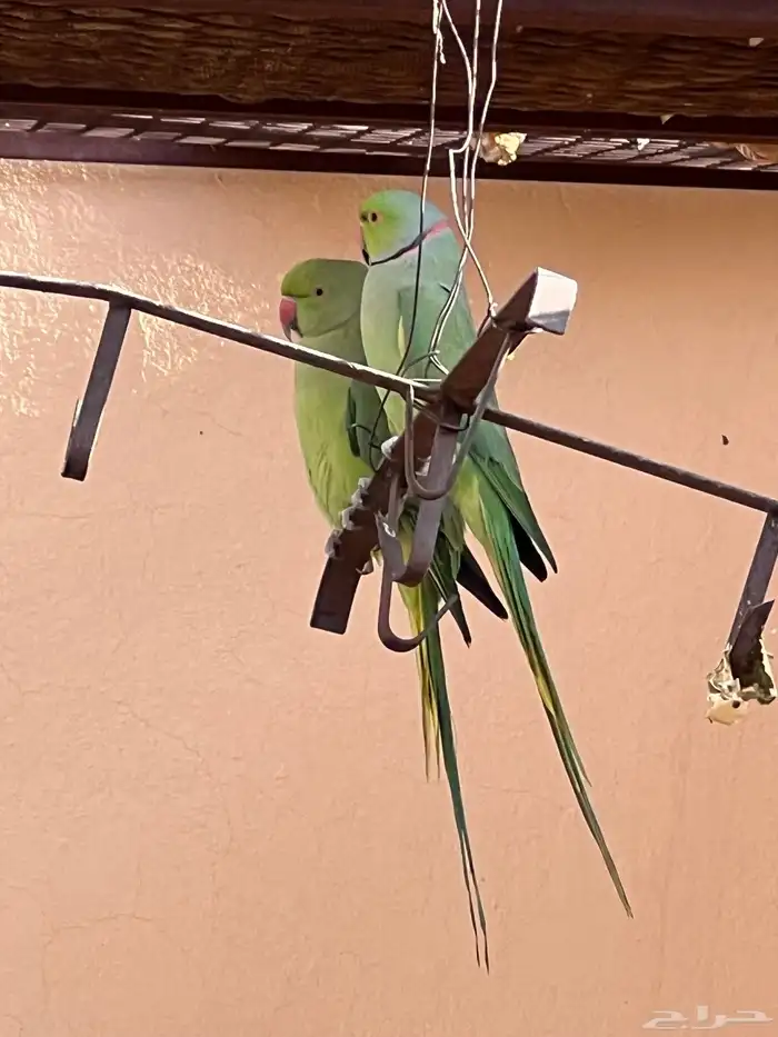 طيور مشكله للبيع 1